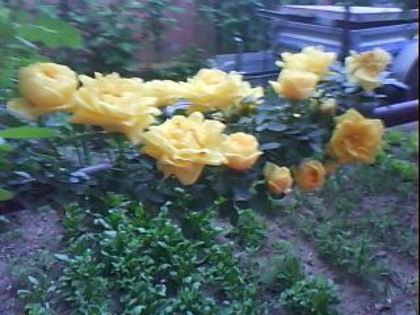 DSC00470 - Poze