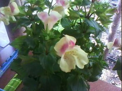 DSC00478 - Poze