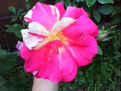 DSC00484 - Poze