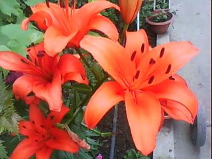 DSC00493 - Poze