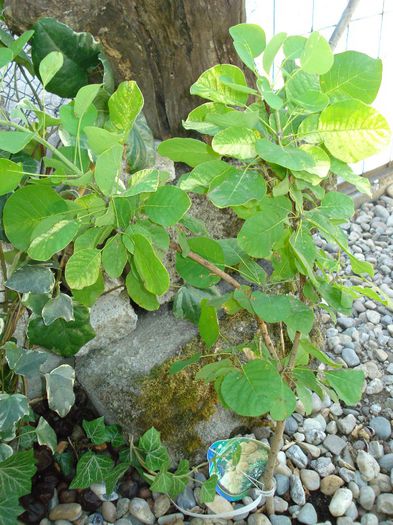 cotinus Young Lady si Hedera Gloire de Marengo