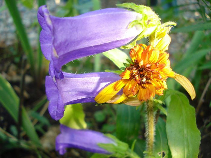 campanula medium si echinaceea