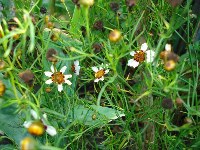 coreopsis Snowberry