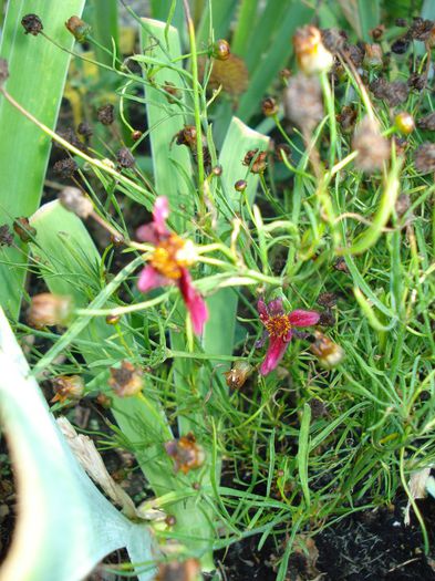 coreopsis Strawberry Punch
