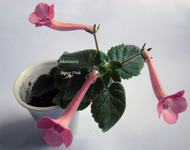 Minisinningia Super Pink