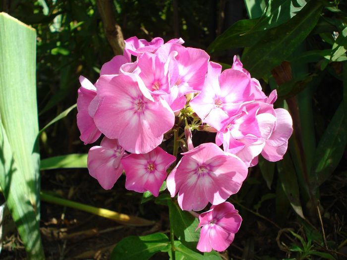 DSC01479 - Phlox