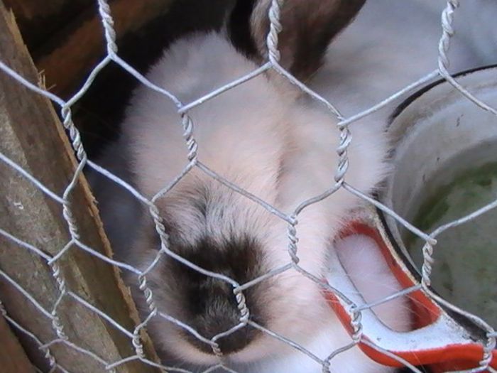 PIC_0816 - iepuri laurentiu