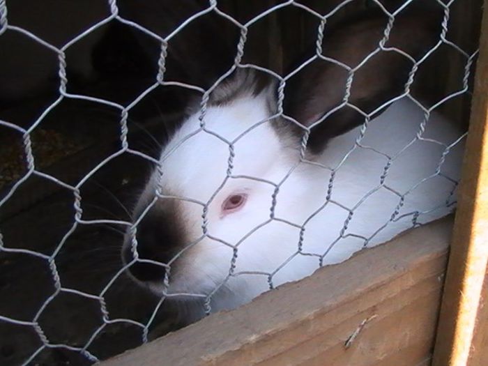 PIC_0826 - iepuri laurentiu