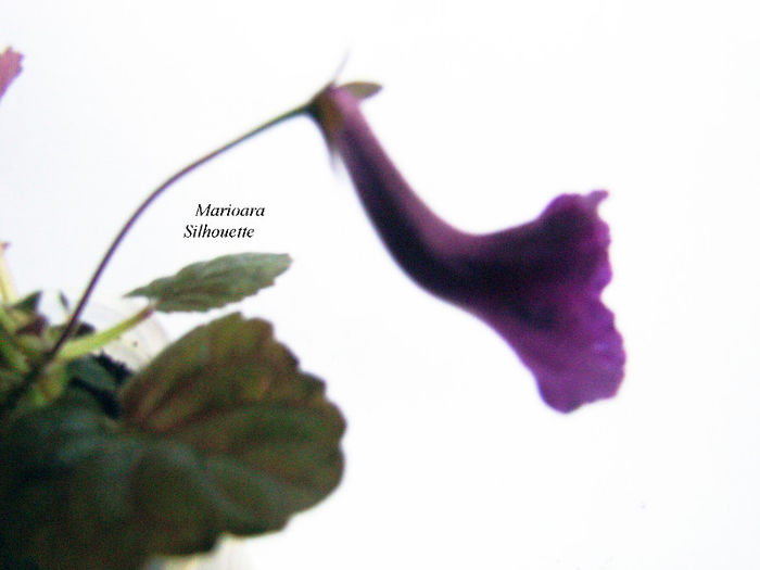 Mininsinningia Silhouette