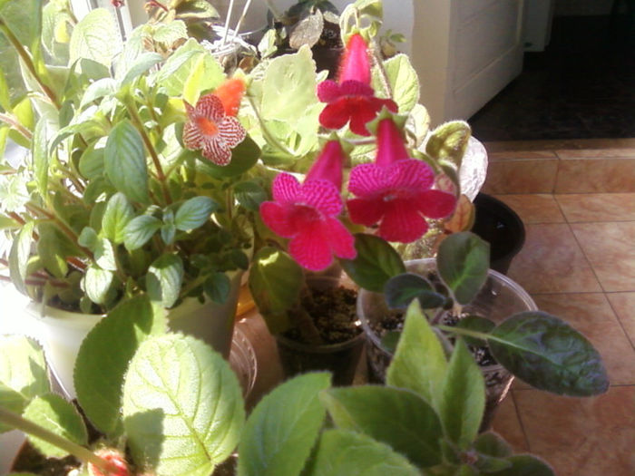 Fotografii-0014 - KOHLERII