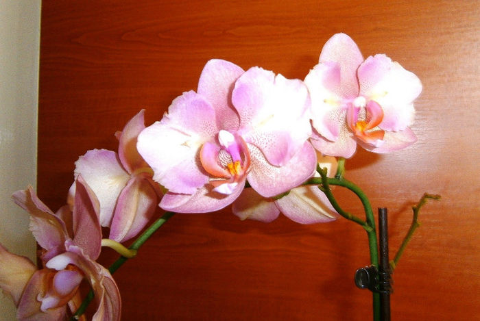 Phalaenopsis Legato - Phalaenopsis