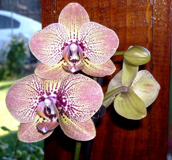 Dtps. Dancing Leopard