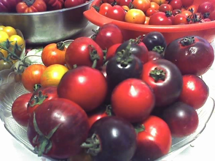 09-08-13_1713 - TOMATE 2013