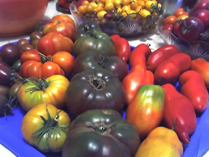 09-08-13_1714 - TOMATE 2013