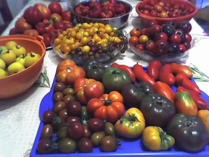 09-08-13_1716 - TOMATE 2013