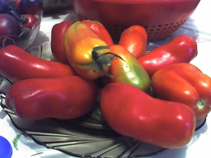 09-08-13_1728 - TOMATE 2013