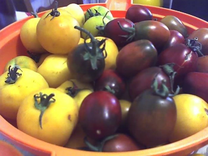 09-08-13_1732 - TOMATE 2013