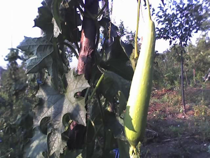 09-08-13_0746 - CASTRAVETI LUFFA CYLINDRICA-burete vegetal