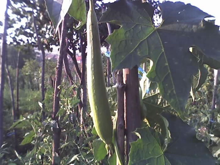 09-08-13_0747 - CASTRAVETI LUFFA CYLINDRICA-burete vegetal