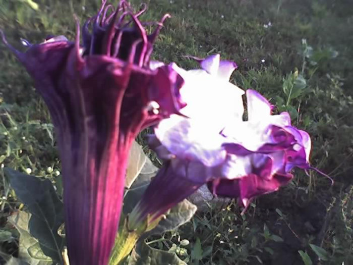 09-08-13_0729 - PRIN GRADINA -2013