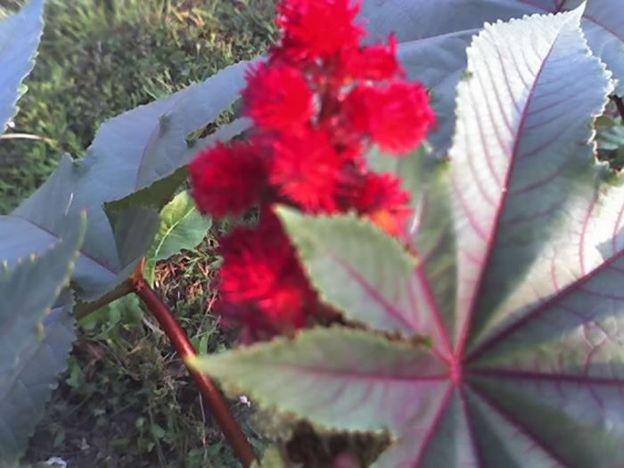09-08-13_ricin