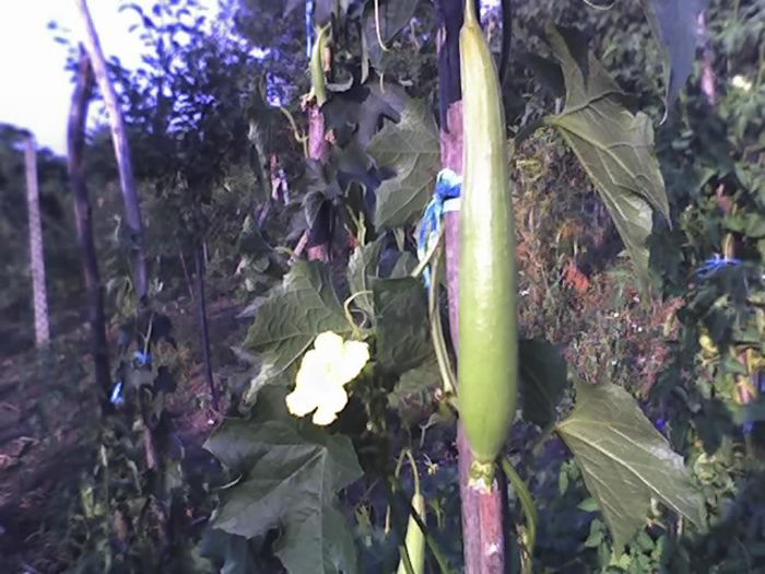 09-08-13_luffa