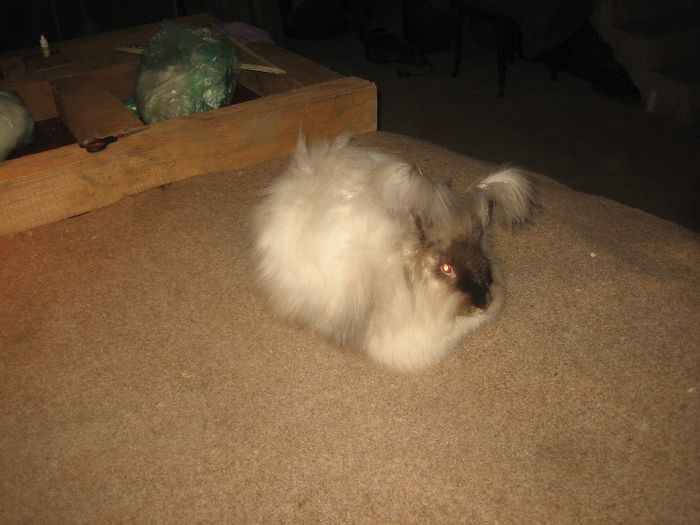 Femela Angora Englez