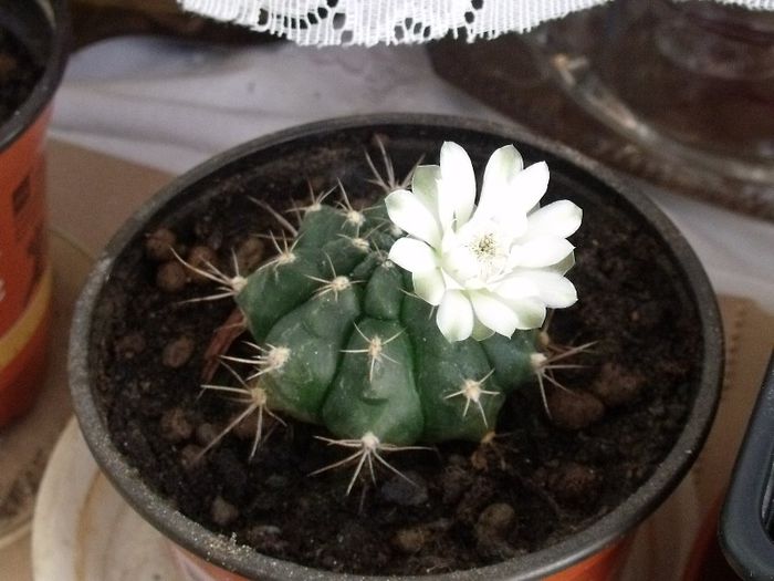 014; prima floare de cactus
