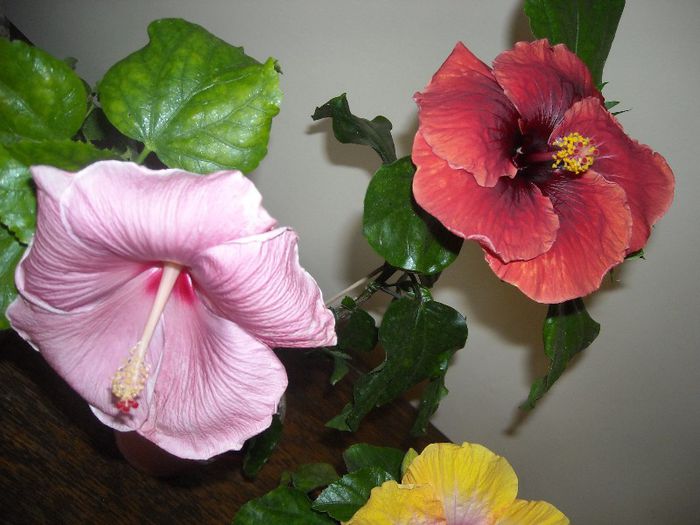 Kathlyn Jane +  Black Dreams