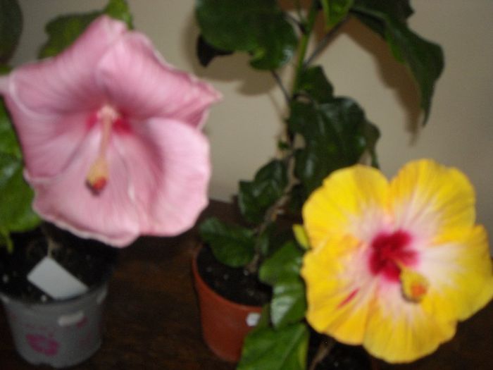 Kathlyn Jane  + Amanda Dubin