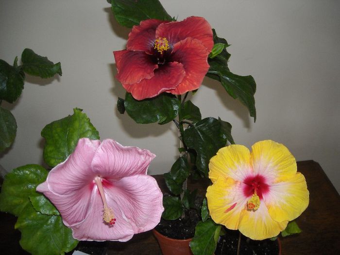 Hibiscus grup