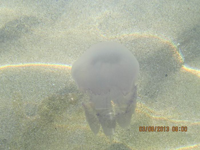 IMG_6946 - Vacanta la mare