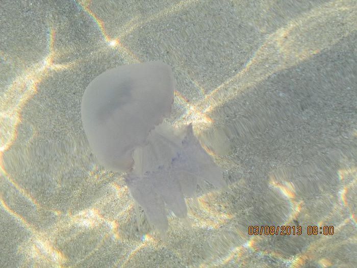 IMG_6943 - Vacanta la mare