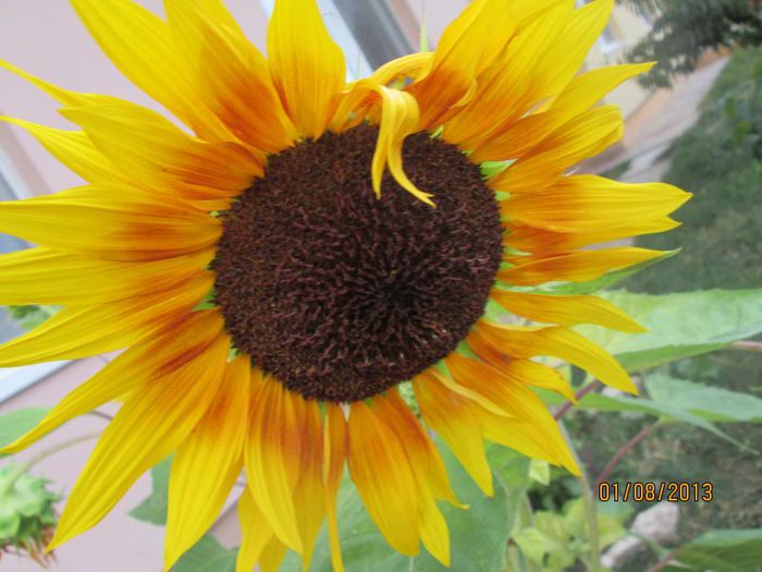 IMG_6839 - Vacanta la mare