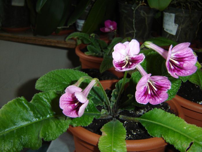 DSC01587 - violete si streptocarpusi