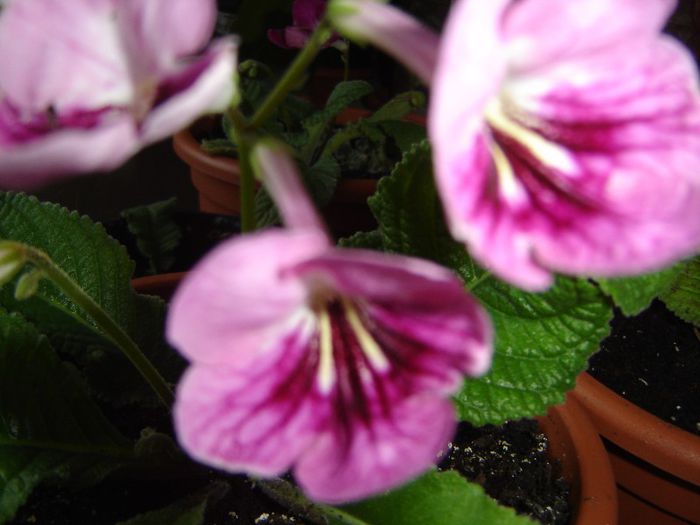DSC01590 - violete si streptocarpusi