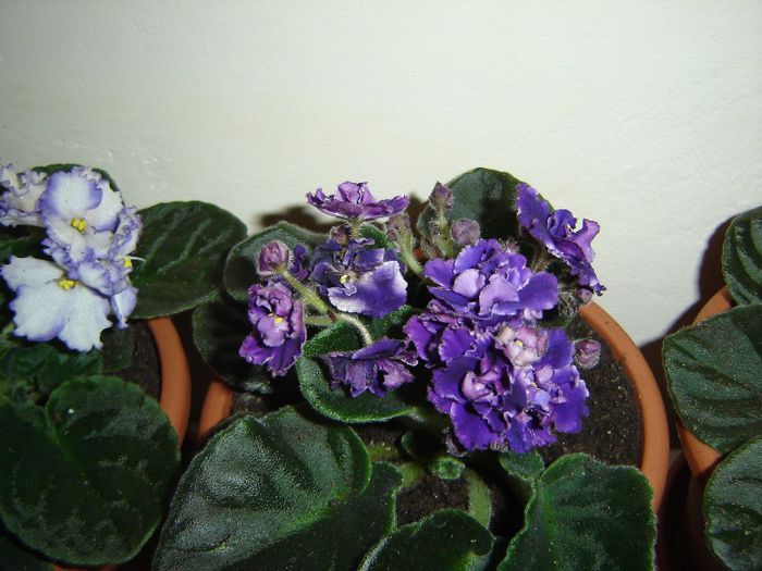 DSC01599 - violete si streptocarpusi