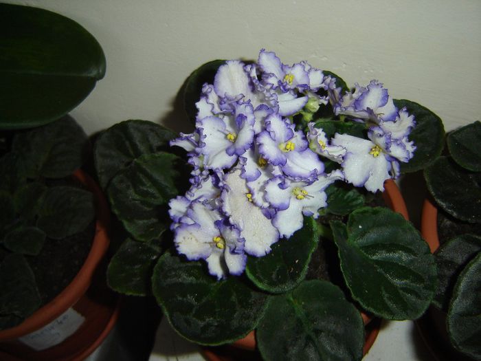 DSC01602 - violete si streptocarpusi