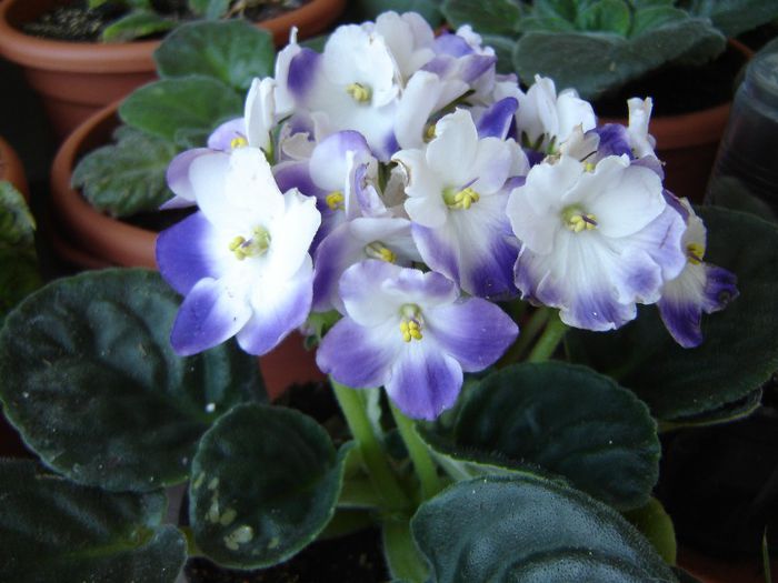 DSC01883 - violete si streptocarpusi
