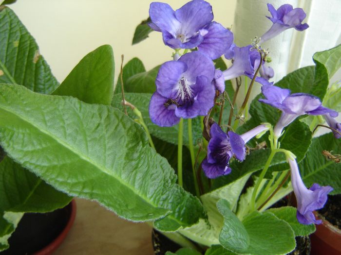 DSC01893 - violete si streptocarpusi