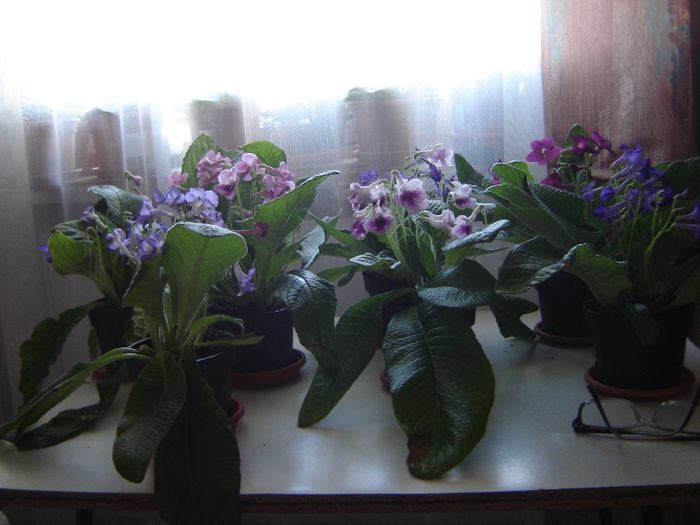 DSC01896 - violete si streptocarpusi