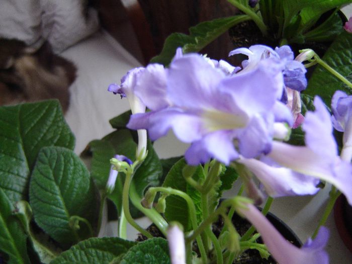 DSC01901 - violete si streptocarpusi