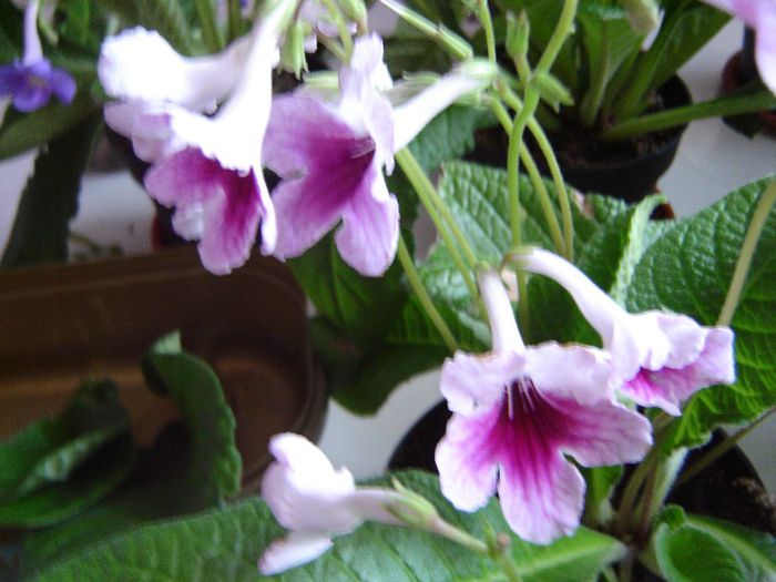 DSC01905 - violete si streptocarpusi