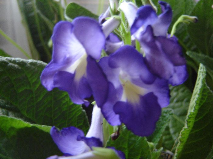 DSC01910 - violete si streptocarpusi