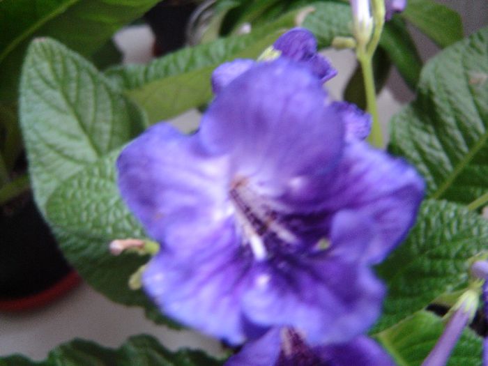 DSC01912 - violete si streptocarpusi