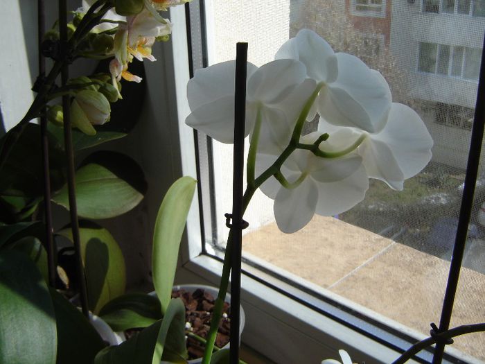 DSC00495 - A Orhideele mele