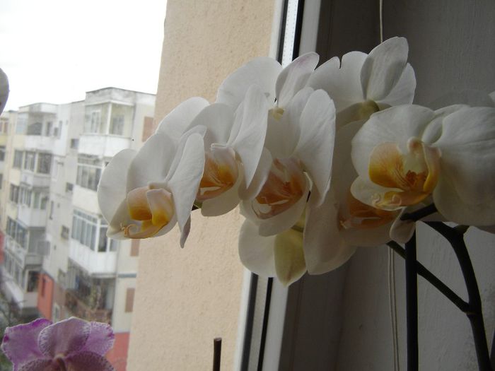 DSC00519 - A Orhideele mele