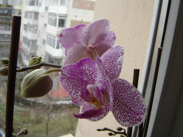 DSC00520 - A Orhideele mele