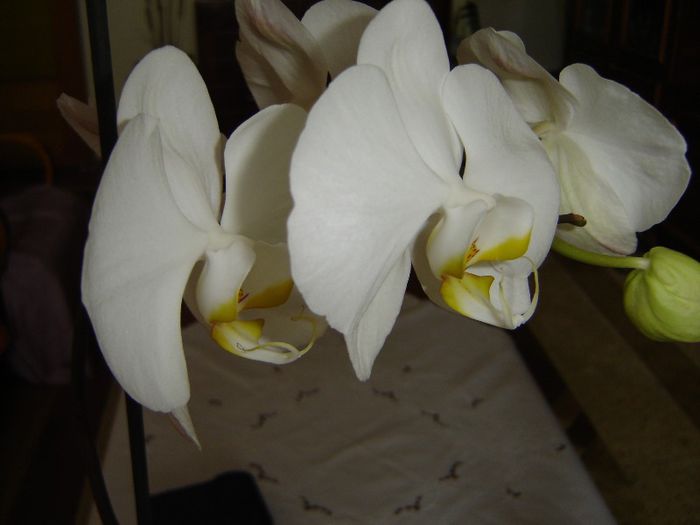 DSC00521 - A Orhideele mele