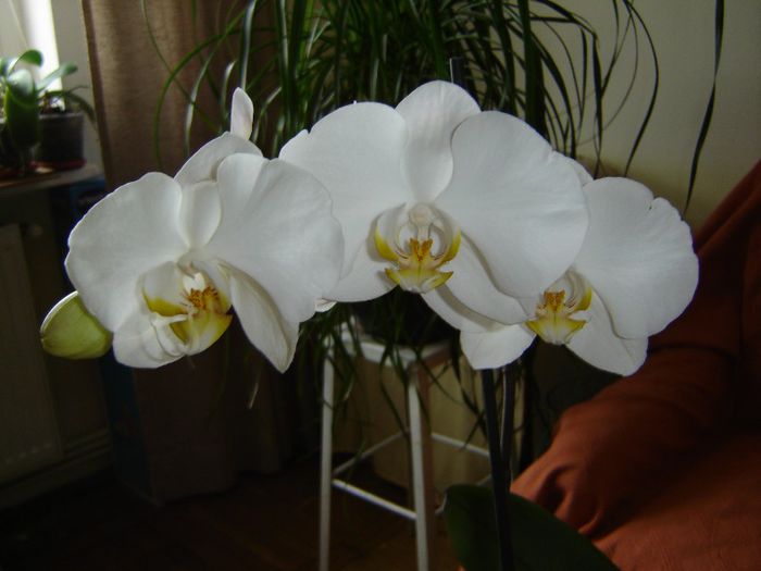 DSC00522 - A Orhideele mele